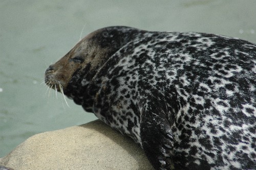 Spotted_Seal.jpg