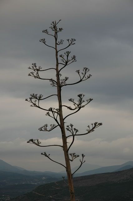 Lonely_Greek_tree.jpg