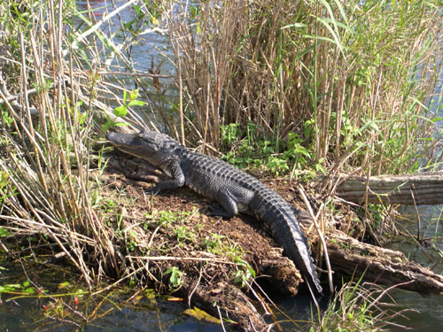 Everglades25.jpg