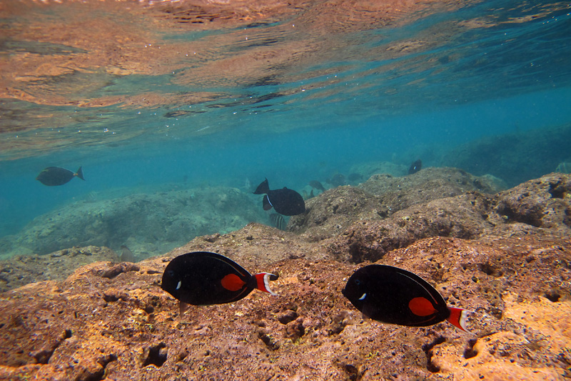 A couple fish on the shallow part of Hanauma Bay reef.jpg