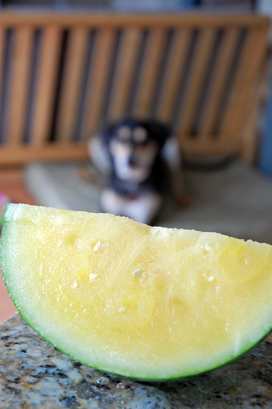Mmm, yellow watermelon.jpg