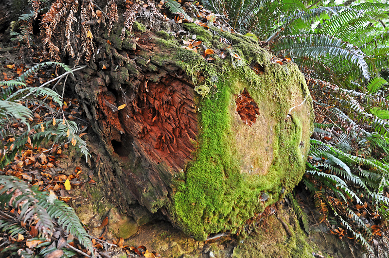 A colorful redwood stump in OR