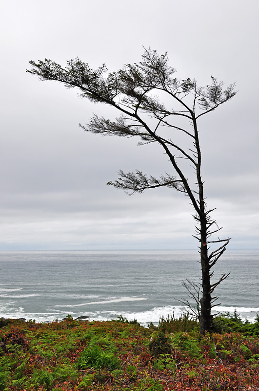 Tree overlooking Cape Perpetua.jpg
