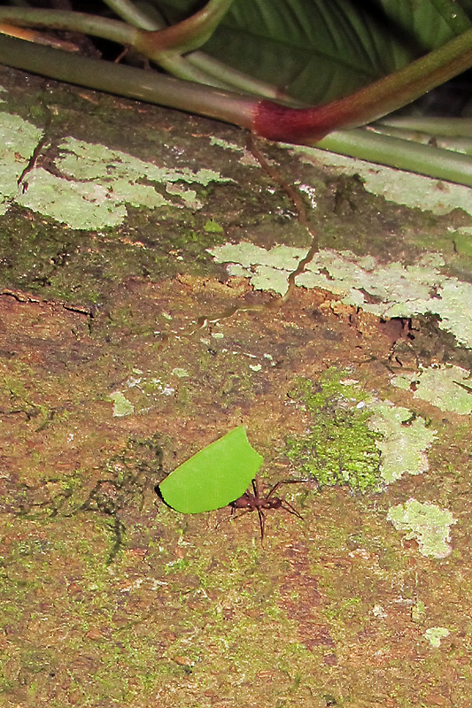 A leaf cutter ant working the night shift.jpg