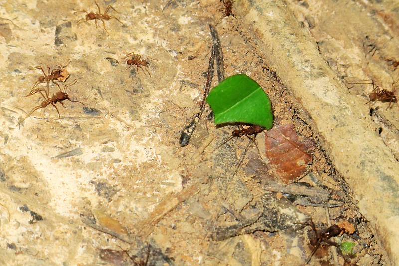 Leaf Cutter ant.jpg
