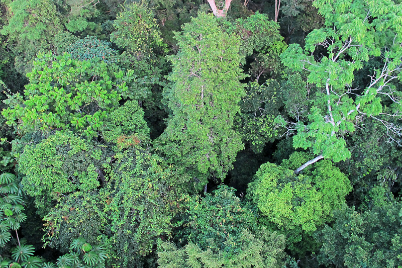 Looking down at the treetops from the other side.jpg