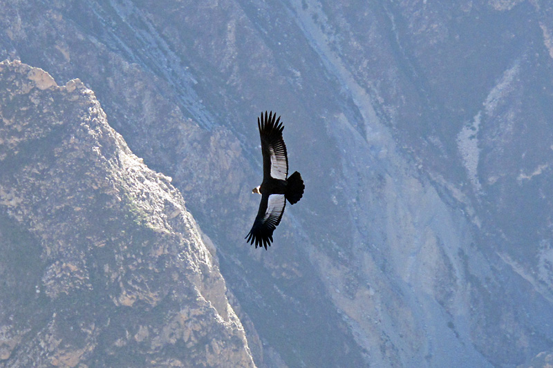 These condors have a conservation status of NT or near threatened
