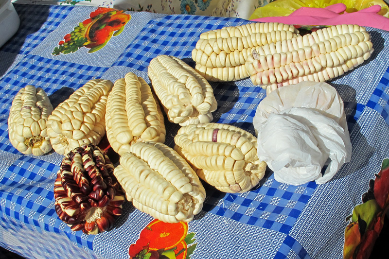 Common local corn which is very meaty tasting.jpg