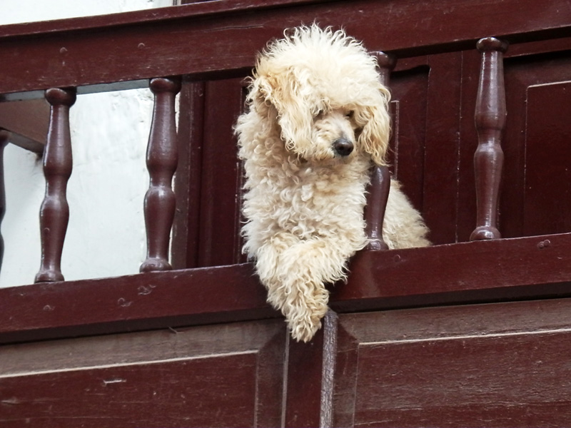 Cute poodle looking out from a balcony.jpg