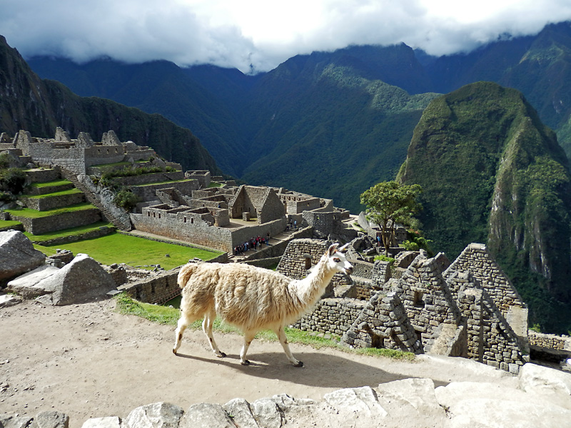One of the full time residents of Machu Picchu.jpg