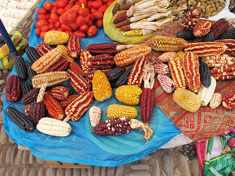 Varities of maize or corn.jpg
