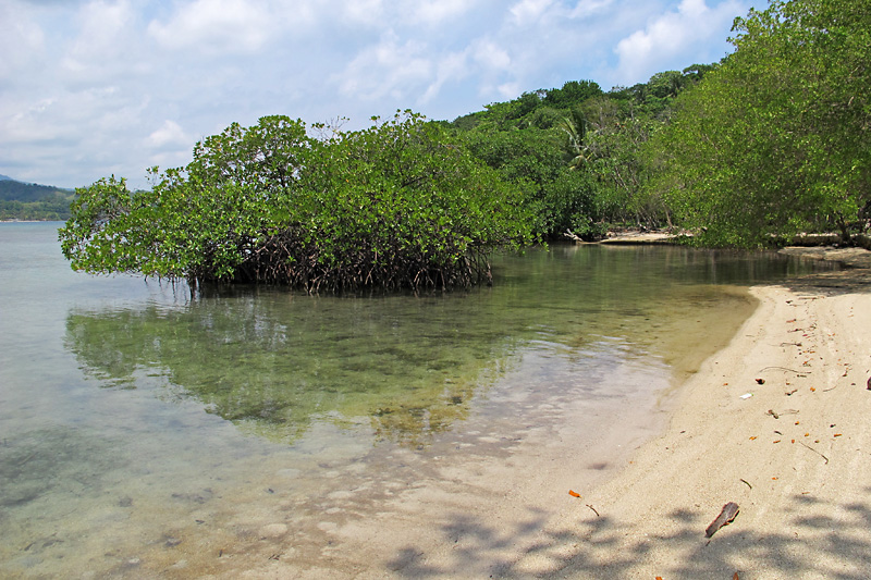 Some more mangroves.jpg