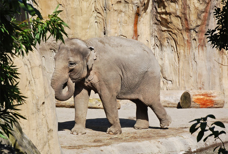 One of the popular elephants.jpg