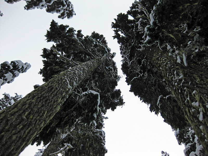 Looking up at the big trees on Mt Hood.jpg