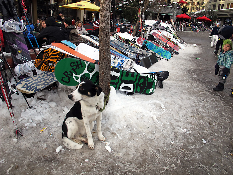 Snowboard watchdog.jpg