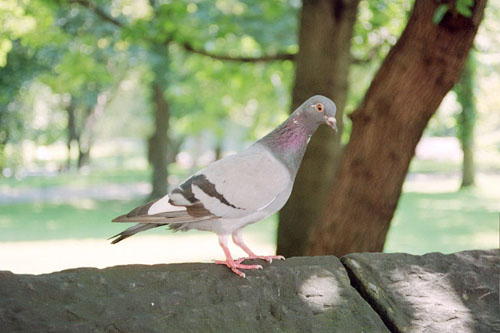Central_Park_pigeon.jpg