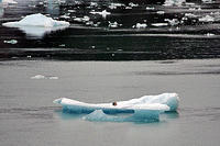Sea lion on an iceberg