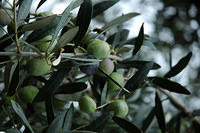 Olives_fresh_on_the_tree.jpg