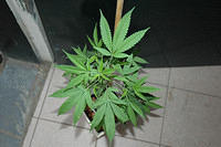 Marijuana_plant_outside_the_museum.jpg