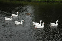 Swans_in_the_Park.jpg