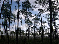 Everglades13.jpg
