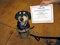 Mulder graduates from puppy training.jpg