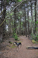 Mulder hiking in some coastal woods