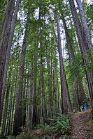Tall and skinny redwoods on the hillside