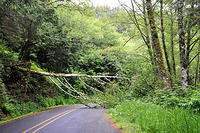 A downed tree near Cape Foul Weather.jpg