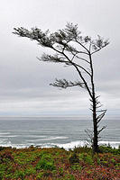 Tree overlooking Cape Perpetua.jpg
