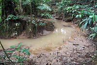 A small winding creek through the jungle.jpg