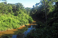 A tributary of the Tambopata River where the parrot lick is.jpg