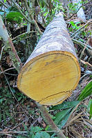 Amazonian trees don't have rings because they grow all year long.jpg