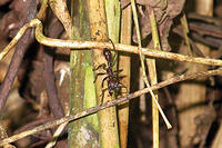 Bullet Ant, called so because it hurts like a bullet when this 1 inch long ant bites you.jpg