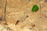 Leaf Cutter ant2.jpg