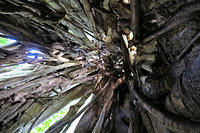 Looking up from inside the fig tree.jpg