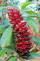 One of many weird varieties of flowers in the Amazon.jpg