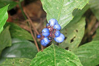 Poisonous Amazon blueberries.jpg