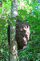 Termite mound in a tree.jpg