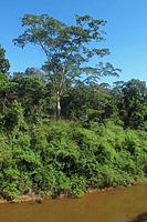 The green trees of the jungle.jpg