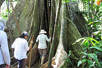 The hiking group walking inside of a huge fig tree.jpg