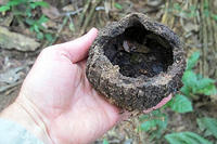 The outer casing of a brazil nut, or several brazil nuts rather.jpg
