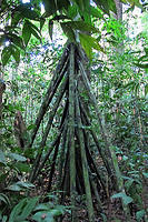 This walking tree actually can move its long roots, thus its called the walking tree.jpg
