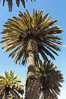 Peruvian Palms