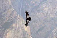 The Andean Condor has the largest wingspan of any land bird at 10.5 feet 