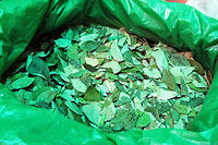 A bag of coca leaves for a dollar, hmm.jpg