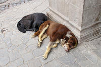 Dos Perros, taking a nap in the plaza de armas.jpg