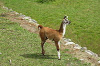 Baby Llama.jpg