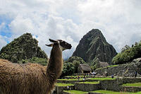 Even the llama is impressed with the scenery.jpg