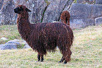An unshaved Llama or Alpaca, I still can't tell the difference between the two.jpg